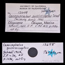 Sivun Cenocephalus succinicaptus Schedl 1962 kuva