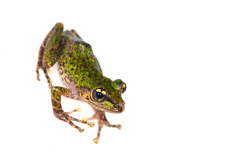Image of Peracca's Madagascar Frog