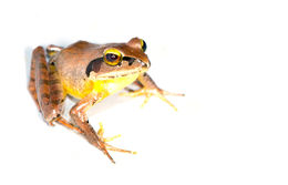 Image of Madagascar Jumping Frog