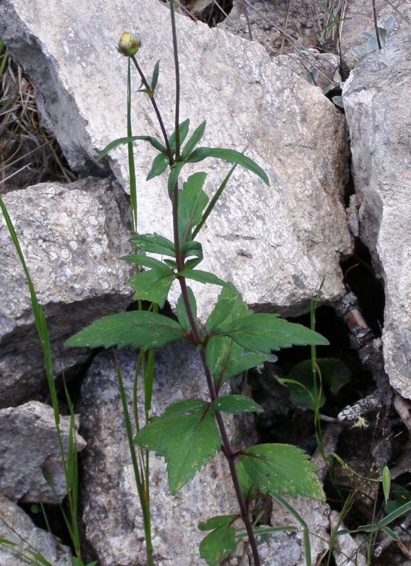 Image of Cosmos palmeri Robinson