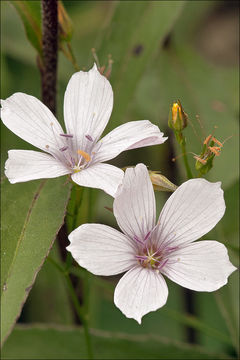 Image of Linum tenuifolium L.