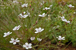 صورة Linum tenuifolium L.