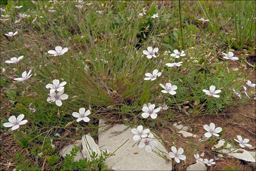 صورة Linum tenuifolium L.