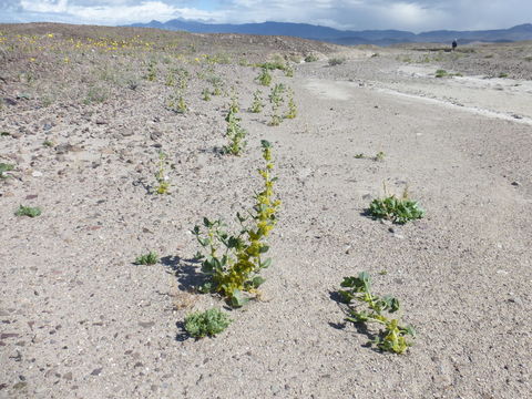 Image of <i>Oxystylis lutea</i>