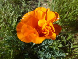 Image of California poppy