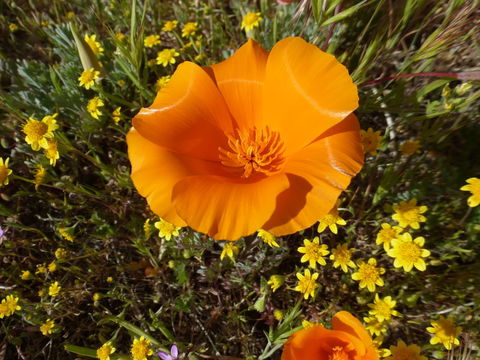 Imagem de Eschscholzia californica Cham.