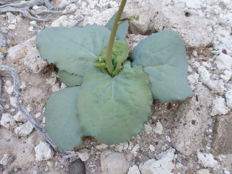 Image of parachute plant