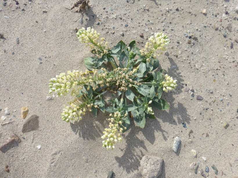 Imagem de Eremothera boothii subsp. condensata (Munz) W. L. Wagner & Hoch