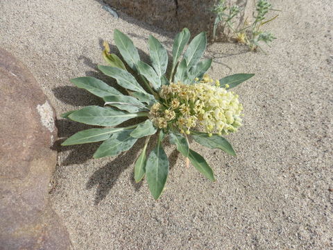 Image de Eremothera boothii subsp. condensata (Munz) W. L. Wagner & Hoch