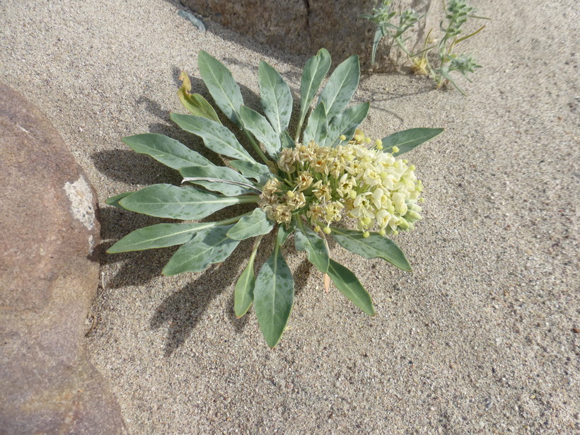 Imagem de Eremothera boothii subsp. condensata (Munz) W. L. Wagner & Hoch