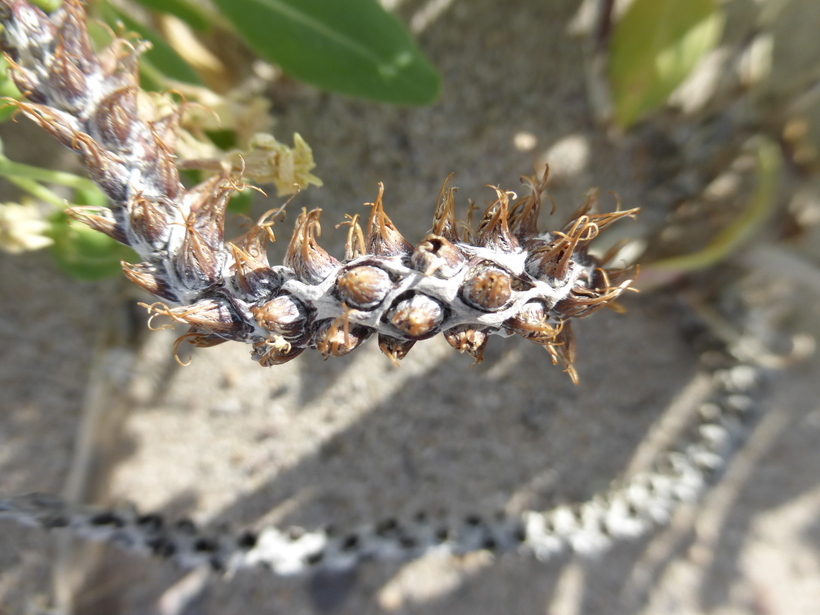 Imagem de Eremothera boothii subsp. condensata (Munz) W. L. Wagner & Hoch