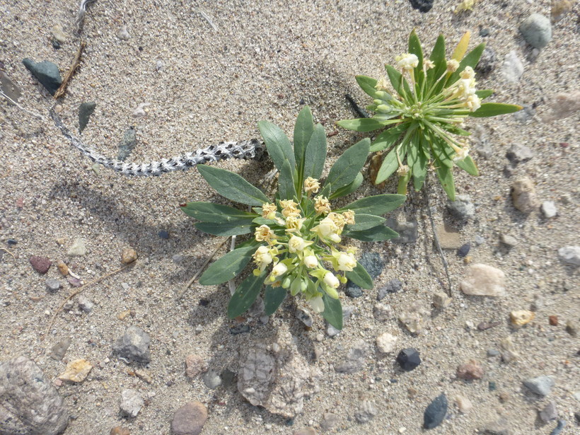 Imagem de Eremothera boothii subsp. condensata (Munz) W. L. Wagner & Hoch