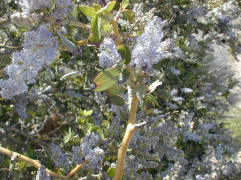 Image of woolyleaf ceanothus