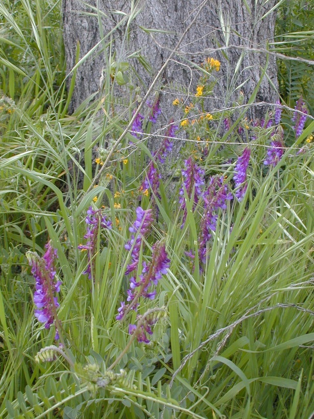 Image of fodder vetch