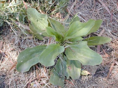 Plancia ëd Plantago maior