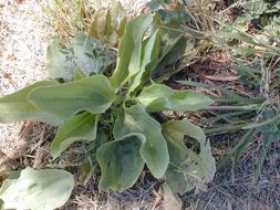 Image of Broadleaf Plantain