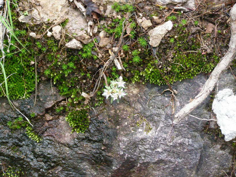 Image of Huachuca Mountain stonecrop