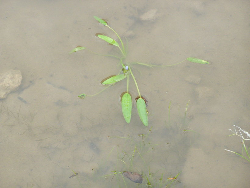 Image of blue mudplantain