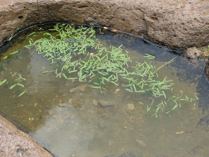 Image of blue mudplantain