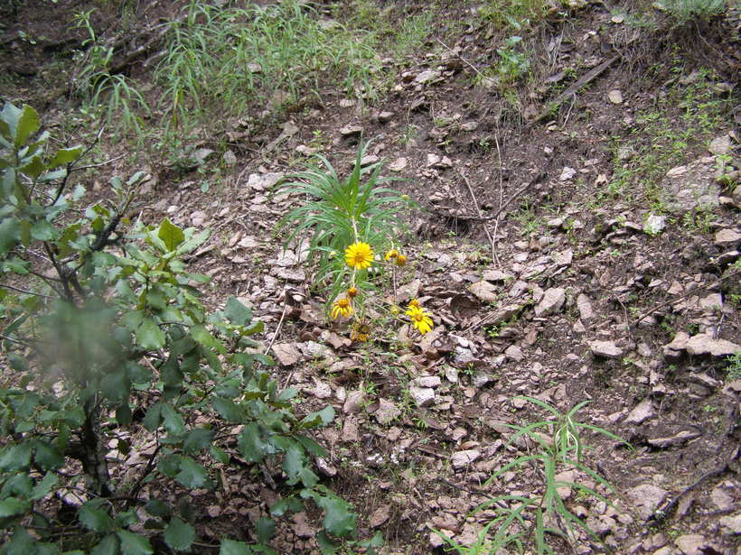 Sivun Verbesina longifolia (A. Gray) A. Gray kuva
