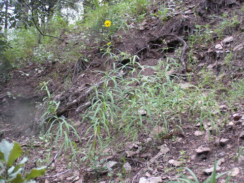 Слика од Verbesina longifolia (A. Gray) A. Gray