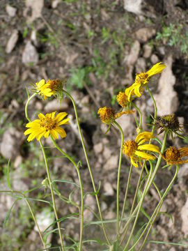 Слика од Verbesina longifolia (A. Gray) A. Gray