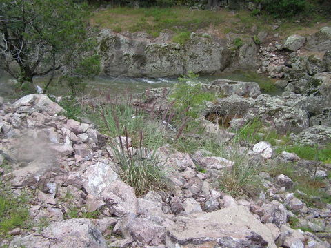 Plancia ëd Muhlenbergia rigens (Benth.) Hitchc.