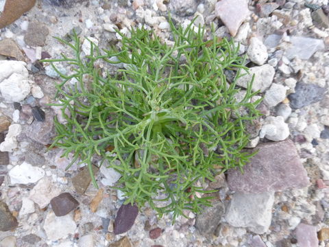 Image of pincushion flower