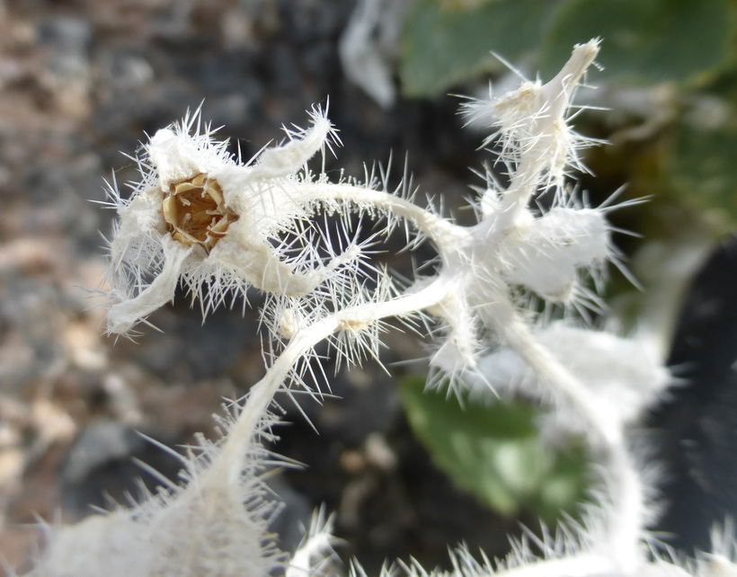 Image of desert stingbush