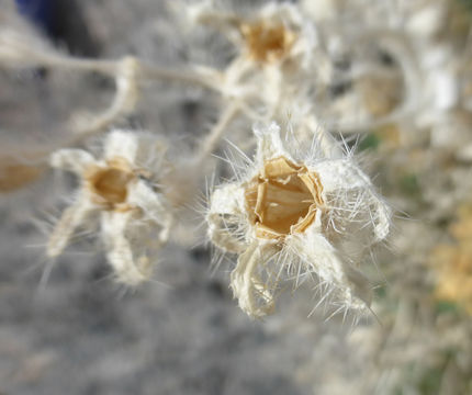 Image of desert stingbush