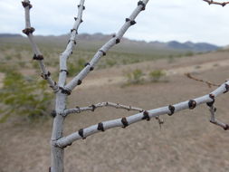 Image of creosote bush