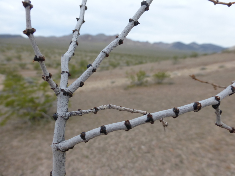 Image de Larrea tridentata (Sesse & Moc. ex DC.) Coult.