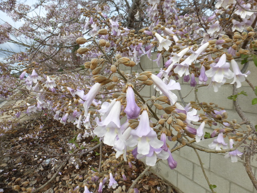 Слика од Paulownia tomentosa (Thunb.) Steud.