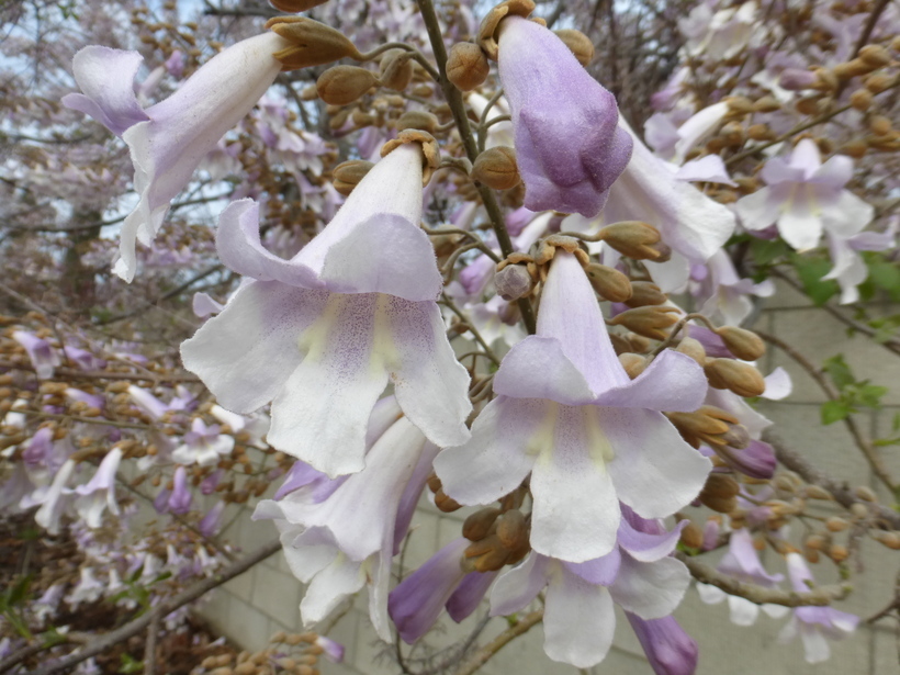 Слика од Paulownia tomentosa (Thunb.) Steud.