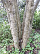 Image of Coast coral-tree