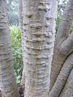 Image of Coast coral-tree