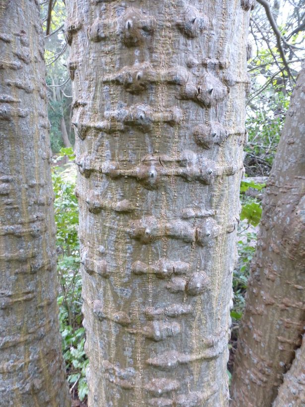 Image of Coast coral-tree