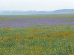 Phacelia ciliata Benth.的圖片