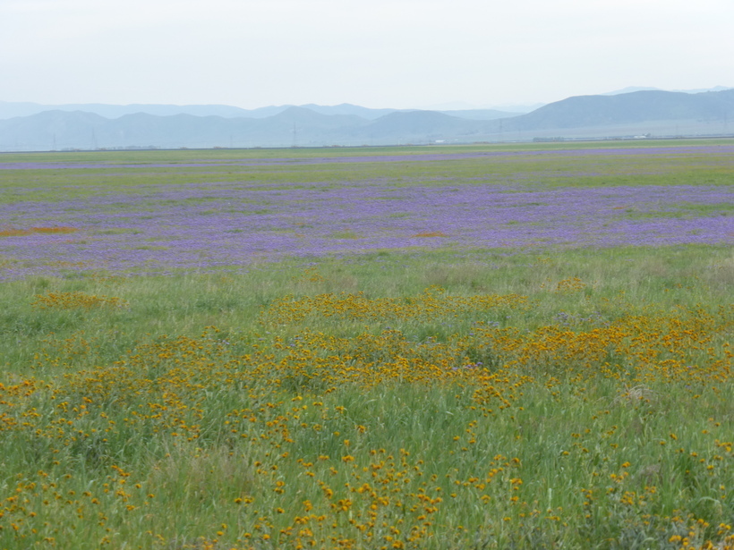 Phacelia ciliata Benth.的圖片