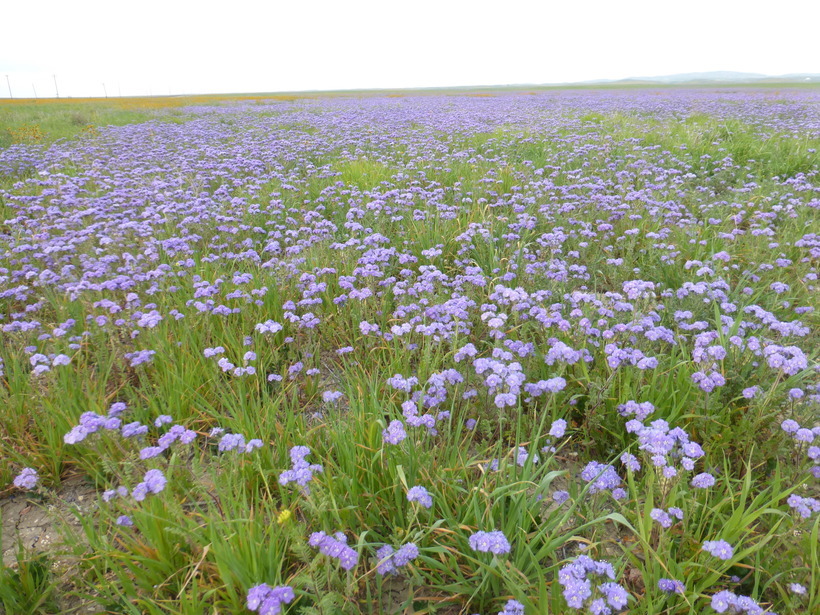 Phacelia ciliata Benth.的圖片