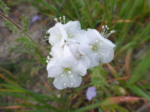 Phacelia ciliata Benth.的圖片