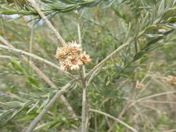 Image of arrowweed