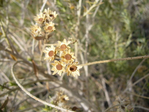 Pluchea sericea (Nutt.) Coville resmi