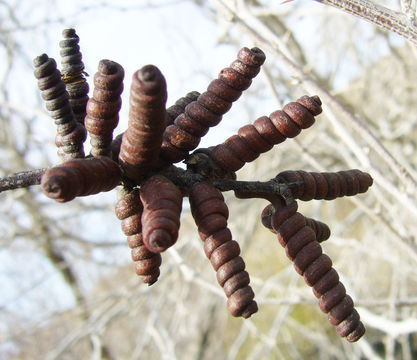 Image of screwbean mesquite