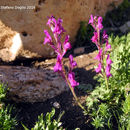 Image de Linaria maroccana Hook. fil.