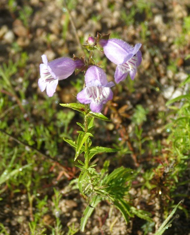 Image of bellflower beardtongue