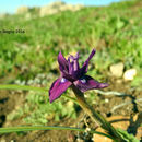 Image of Barbary Nut Iris