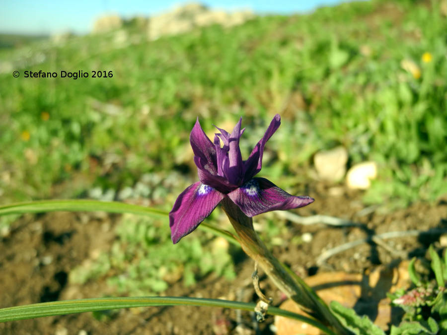 Image of Barbary Nut Iris