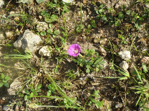 Plancia ëd Ipomoea capillacea (Kunth) G. Don