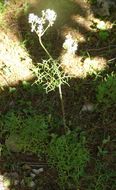 Image of desert Indianbush